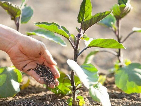 4 eggplant fertilizers that you can't skip