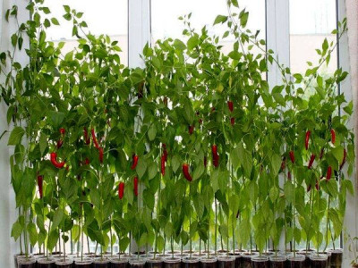 Авторская ИНСТРУКЦИЯ ПО ВЫРАЩИВАНИЮ ОСТРОГО ПЕРЦА