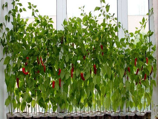 Авторська ІНСТРУКЦІЯ З ВИРОЩУВАННЯ гострого перцю