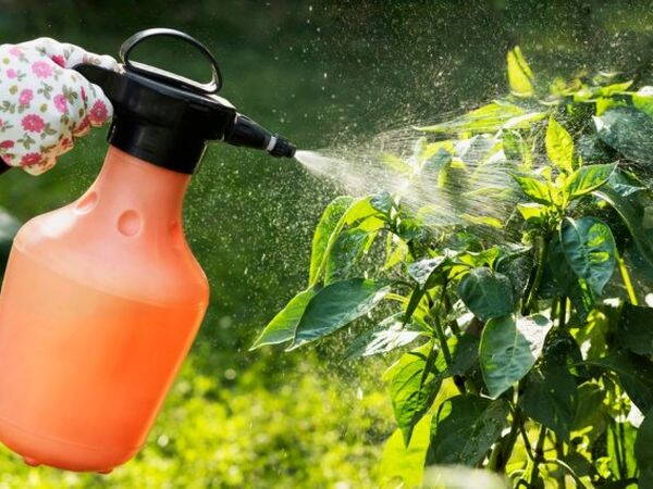 Pepper fertilizing