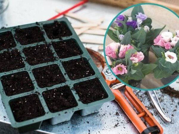 Growing eustoma from seeds at home
