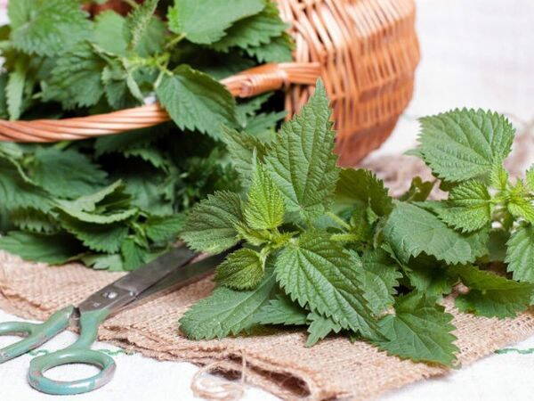 Органическое удобрение своими руками: компост, настои и зола
