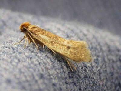 Clothes moth - «Tineola bisselliella»