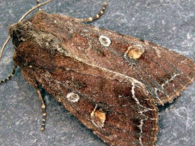 Огородная совка - «Mamestra oleacea / Lacanobia oleracea»