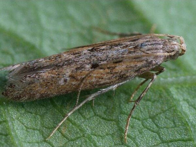 Картофельная моль - «Phthorimaea operculella»