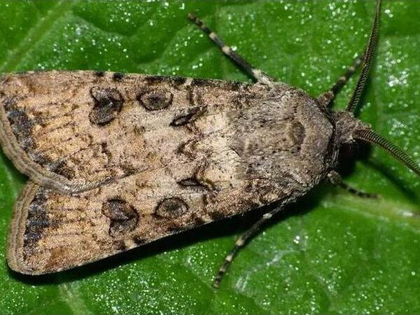 Совка озимая - «Scotia segetum / Agrotis segetum»