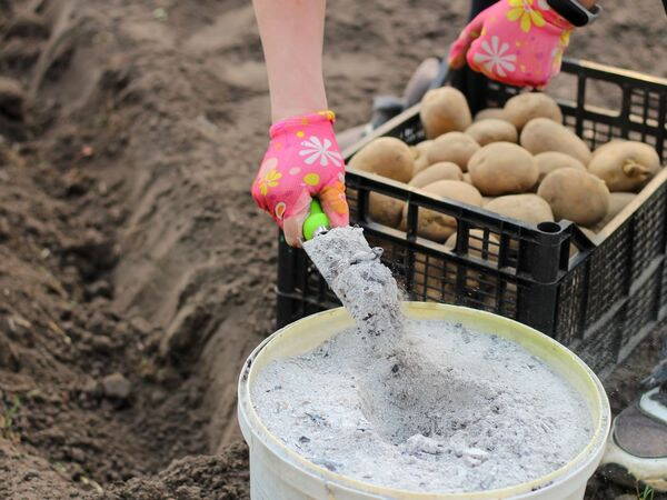 Удобрения для картофеля – что внести в грунт при посадке