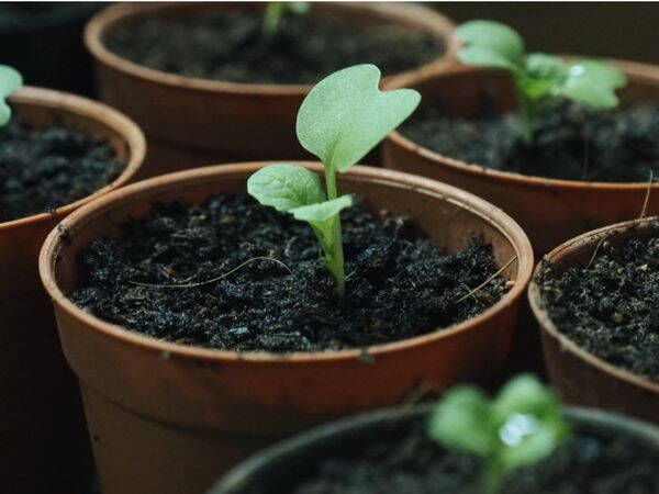 Sowing napa cabbage - two ideal moments