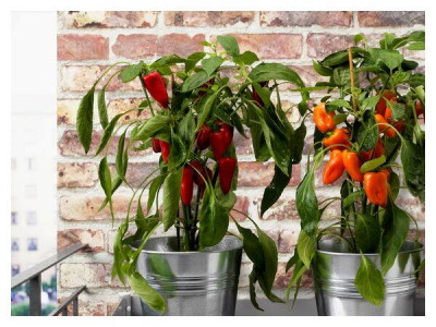 Growing pepper in the house - transplanting bushes from the garden into pots