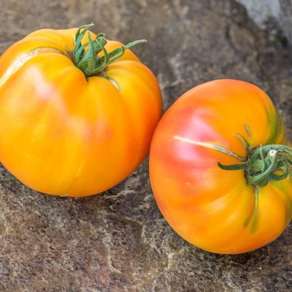 Tomato seeds «Blushing bride»