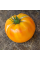 Tomato seeds «Blushing bride»