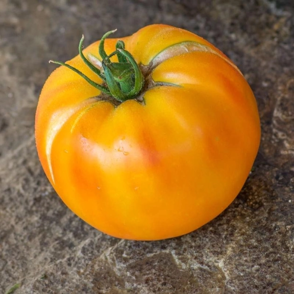 Tomato seeds «Blushing bride»
