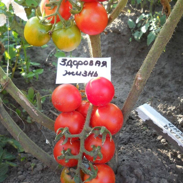 Насіння томату «Здорове життя»