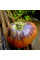 Tomato seeds «Ozark Sunrise»