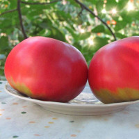 Tomato seeds «Biysk rozan»