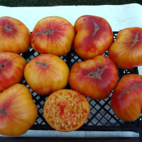 Tomato seeds «Burracker's favorite»