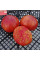 Tomato seeds «Old flame»