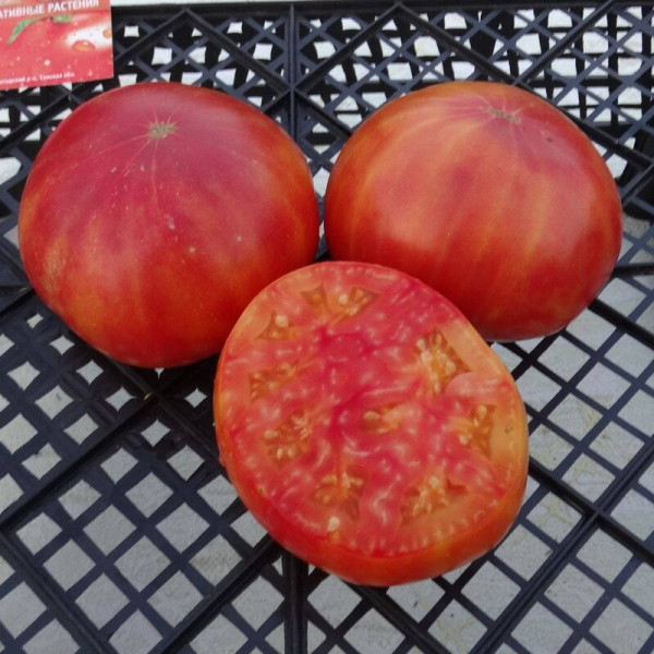 Tomato seeds «Old flame»