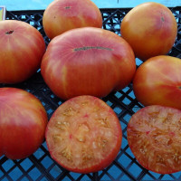 Tomato seeds «Old flame»