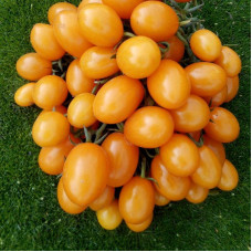 Tomato seeds «Yellow date fruit»