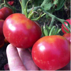 Tomato seeds «Berlin pink»