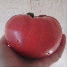 Tomato seeds «Elderly»