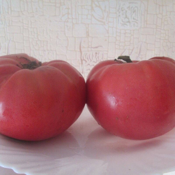 Tomato seeds «Elderly»