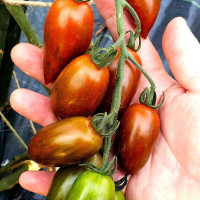 Tomato seeds «Tomarindo multicolor»