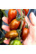 Tomato seeds «Tomarindo multicolor»