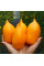 Tomato seeds «Pinocchio»