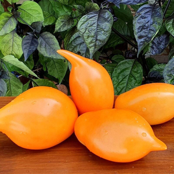Tomato seeds «Pinocchio»