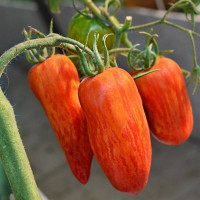 Tomato seeds «Spark flame»