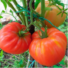 Tomato seeds «Dimensionless»