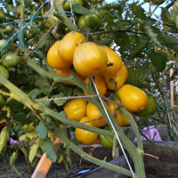 Tomato seeds «White iceberg»