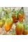Tomato seeds «Cuban black»
