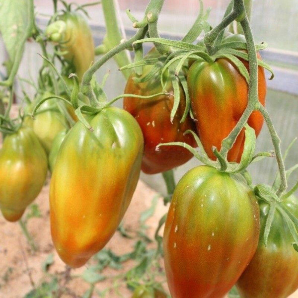 Tomato seeds «Cuban black»