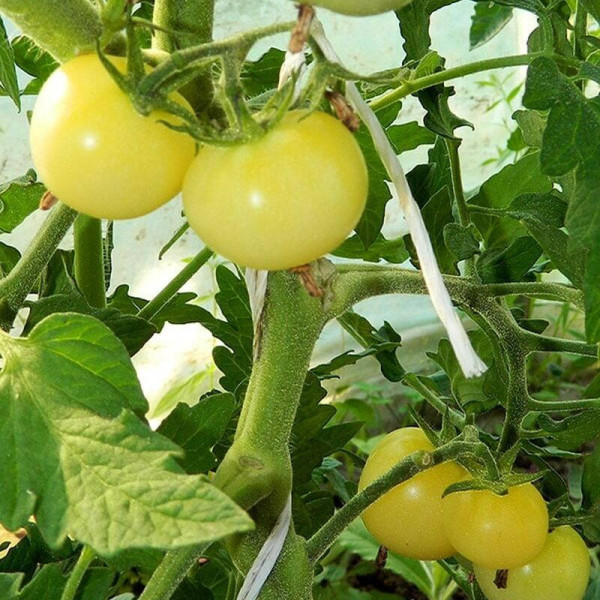 Tomato seeds «Super snow white»