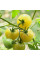Tomato seeds «Super snow white»