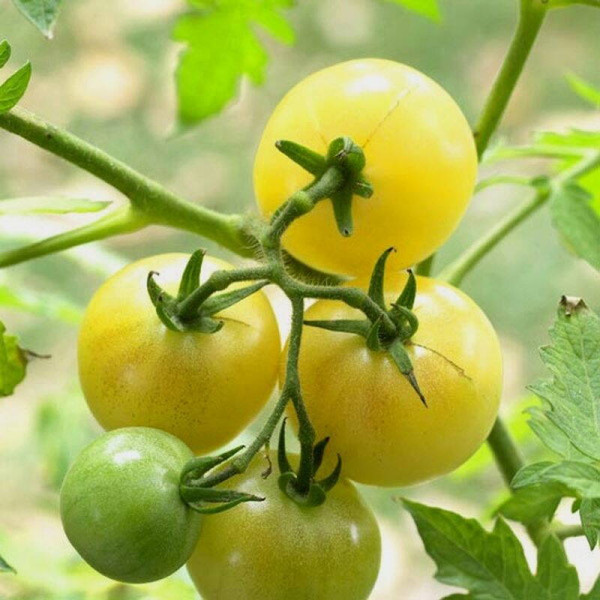 Tomato seeds «Super snow white»