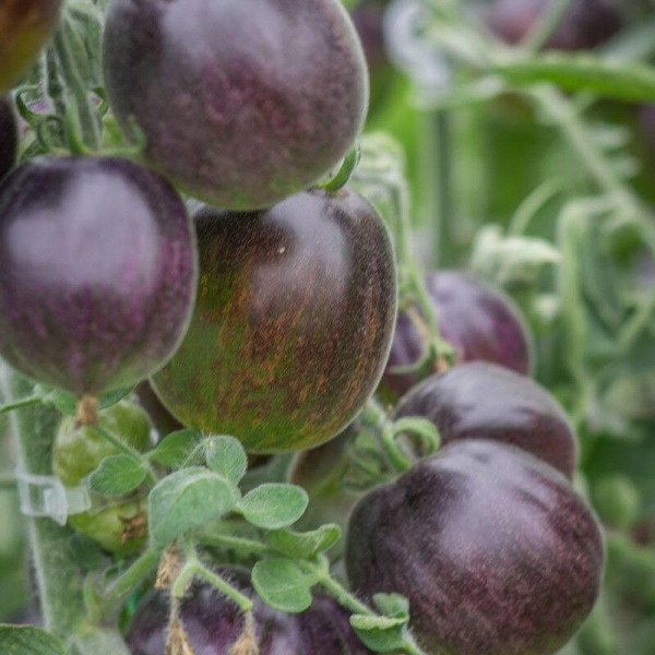 Tomato seeds «Extravagante rouffiange»