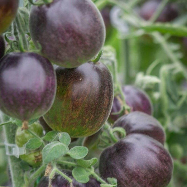 Tomato seeds «Extravagante rouffiange»