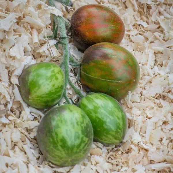 Tomato seeds «Extravagante rouffiange»
