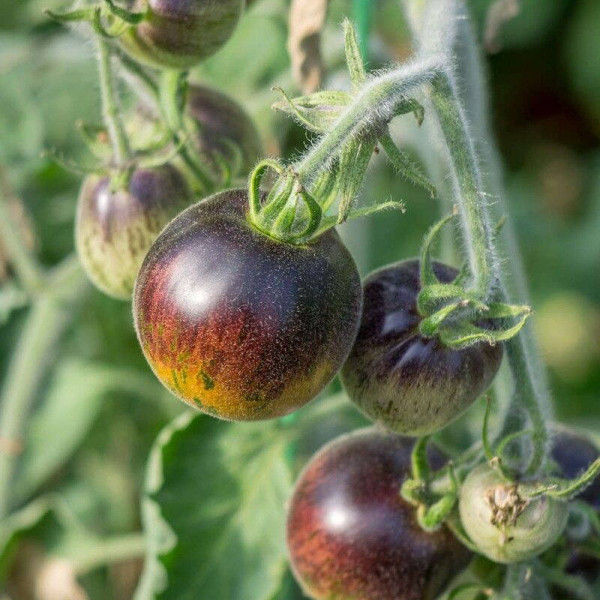 Tomato seeds «Extravagante rouffiange»