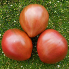 Tomato seeds «Dwarf purple heart»