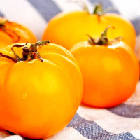 Tomato seeds «Golden Sunray»