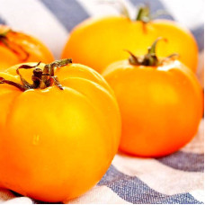 Tomato seeds «Golden Sunray»