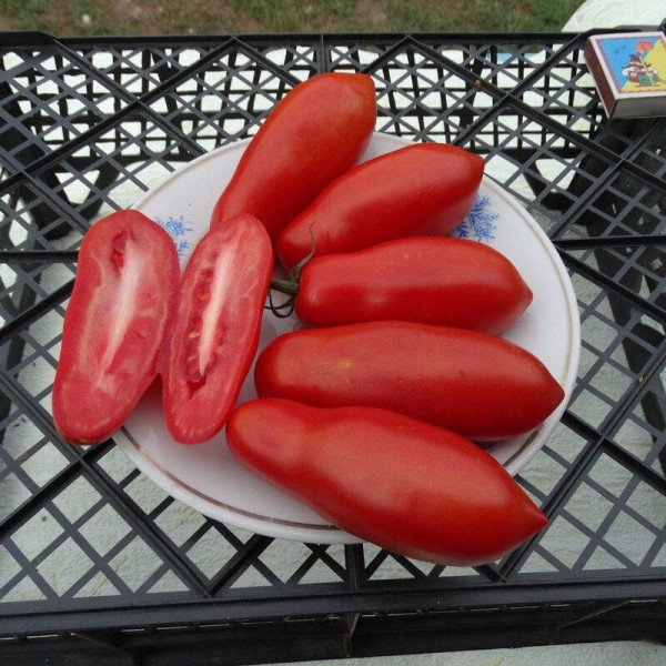 Tomato seeds «Dix doigts de Naples»