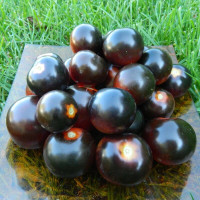 Tomato seeds «Chocolate cherry»