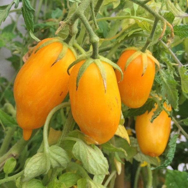 Tomato seeds «Banana Legs»