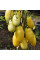 Tomato seeds «Banana Legs»
